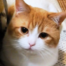 ycat
