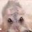 I love Hamster